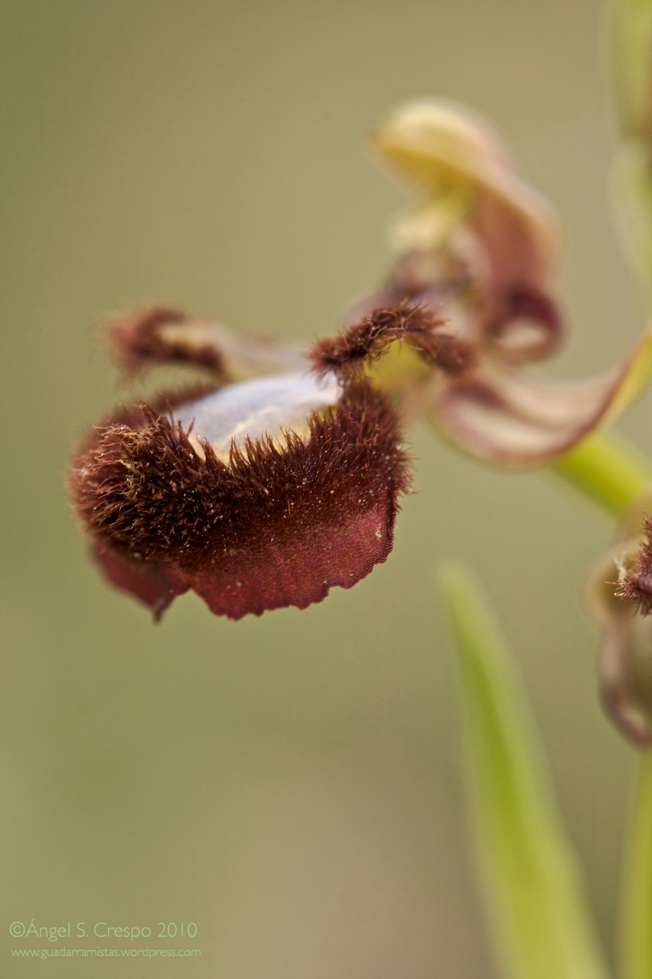 Ophrys speculum.