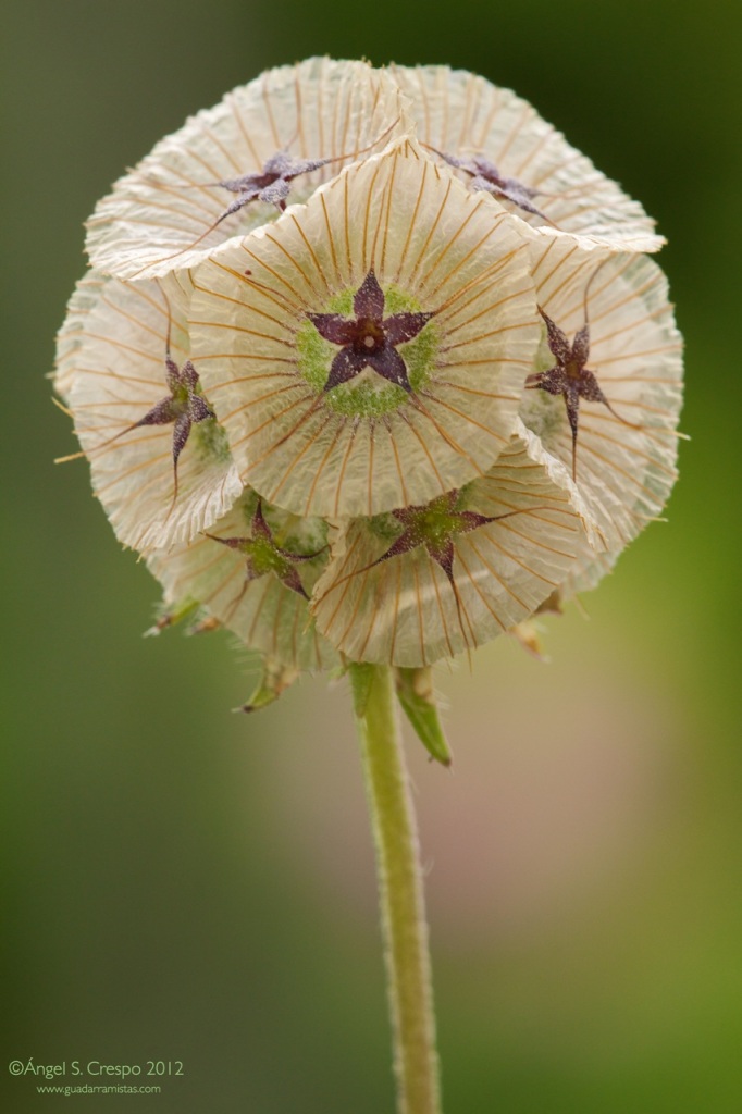 Lomelosia simplex.